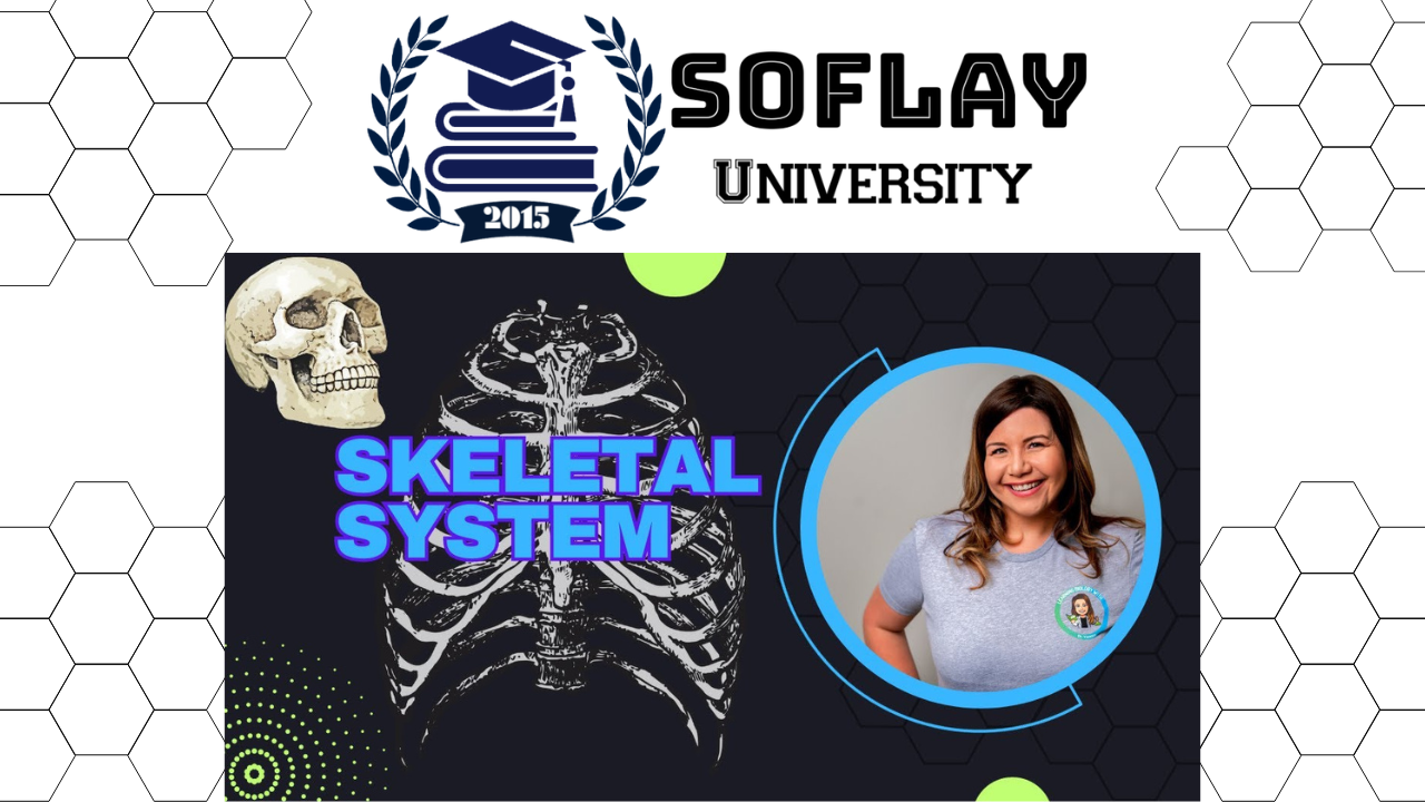 Human Skeletal System